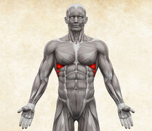 Anatomie lidského těla - musculus serratus anterior / pilovitý sval přední
