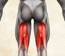 Anatomie lidského těla - Posterior thigh muscles (hamstrings) / zadní stehenní svaly