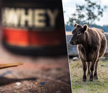 Whey protein from grass-fed cows?  A marketing ploy, thinks Pavel Samek
