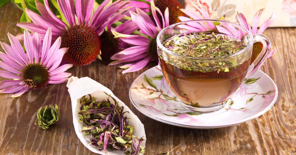 echinacea