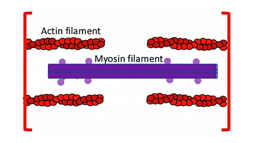 Myosin