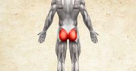 Anatomie lidského těla - Gluteus maximus / velký sval hýžďový