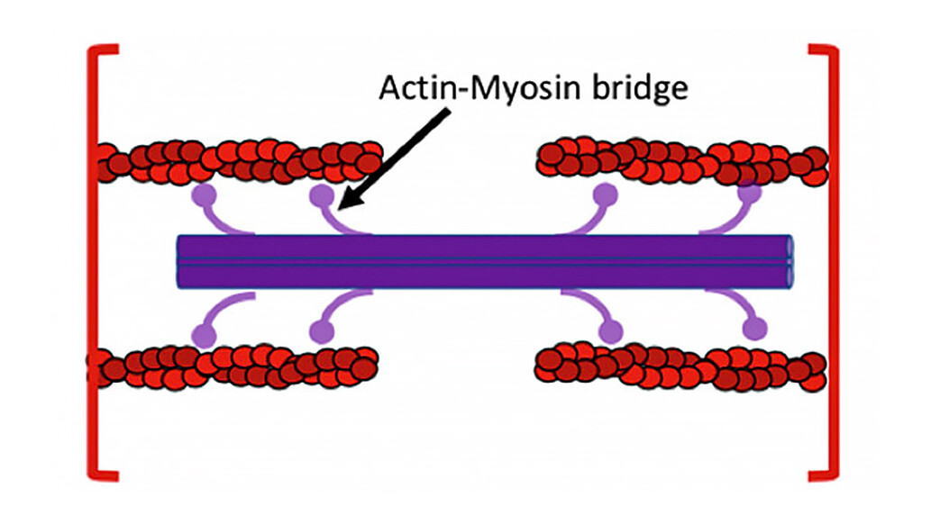 Aktin a Myosin můstek