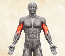 Anatomie lidského těla - biceps / dvojhlavý sval pažní