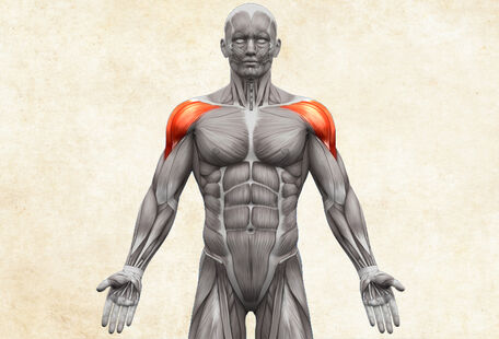 Anatomie lidského těla - musculus deltoideus / deltový sval
