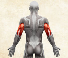 Anatomie lidského těla - triceps / trojhlavý sval pažní