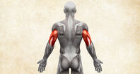 Anatomie lidského těla - triceps / trojhlavý sval pažní