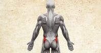 Anatomie lidského těla - Gluteus minimus & medius / malý a střední sval hýžďový