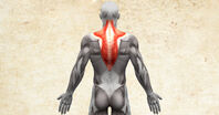 Anatomie lidského těla - musculus trapezius / sval trapézový