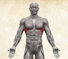 Anatómia ľudského tela - musculus serratus anterior