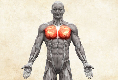 Anatomie lidského těla - musculus pectoralis major / velký sval prsní