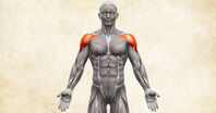 Anatomie lidského těla - musculus deltoideus / deltový sval