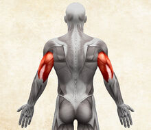 Anatómia ľudského tela - triceps / triceps brachii