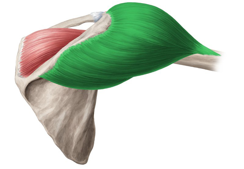 deltový sval