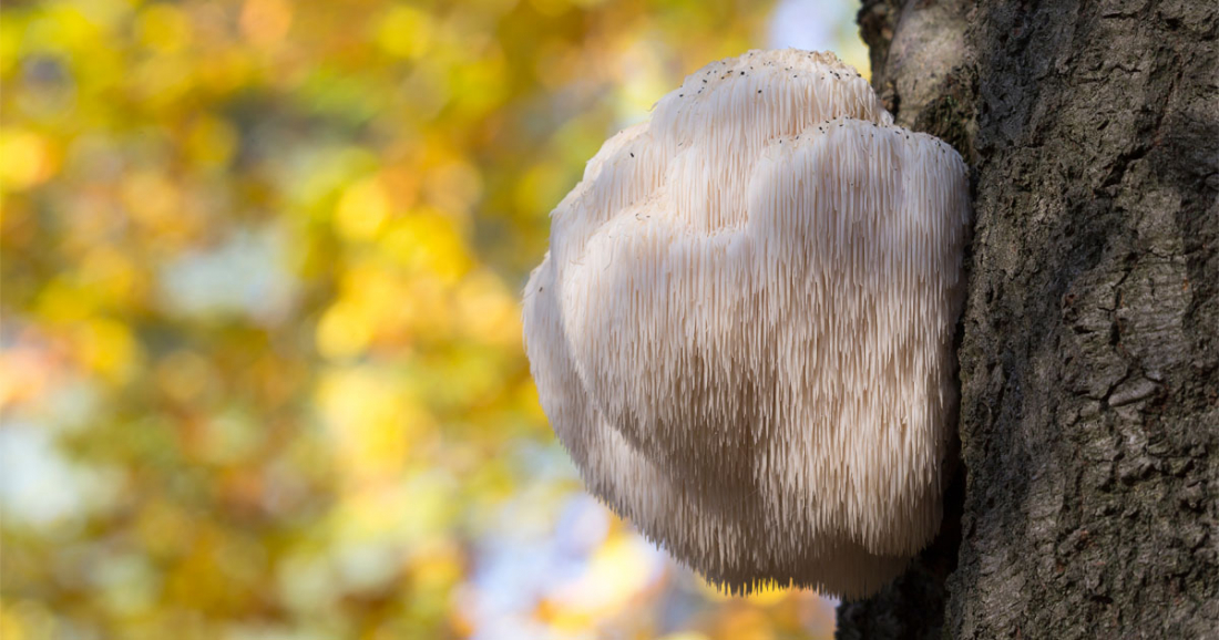hericium