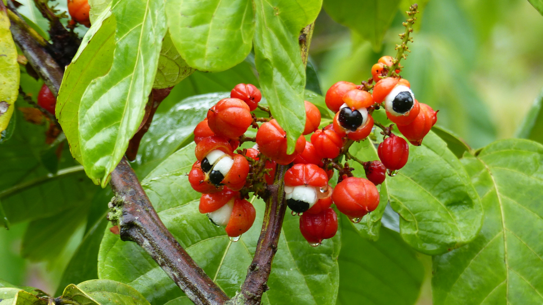 guarana