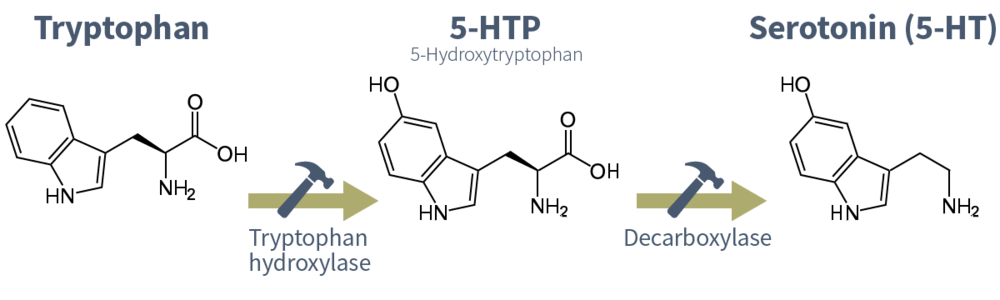 tryptophan graf