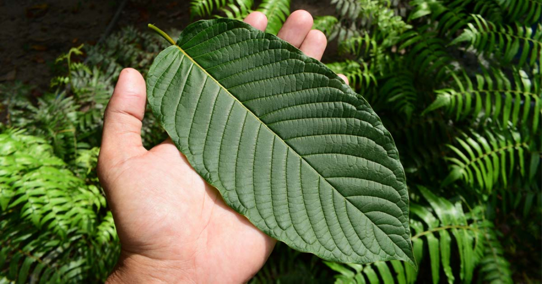 listy kratomu