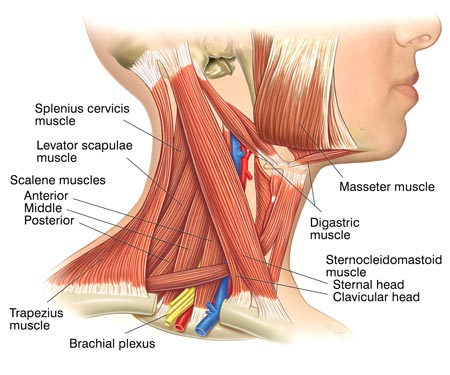 Anatomie krku