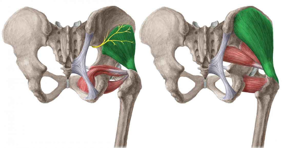 Gluteus minimus & medius / malý a střední sval hýžďový