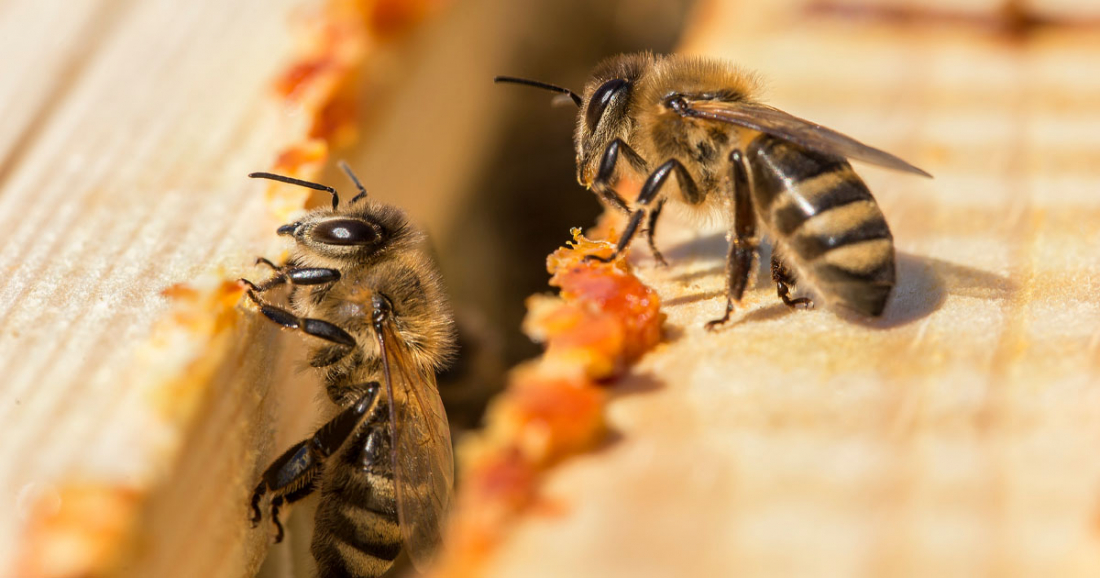 Propolis