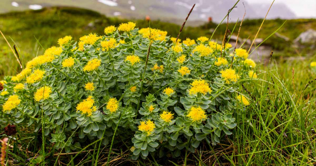 rhodiola