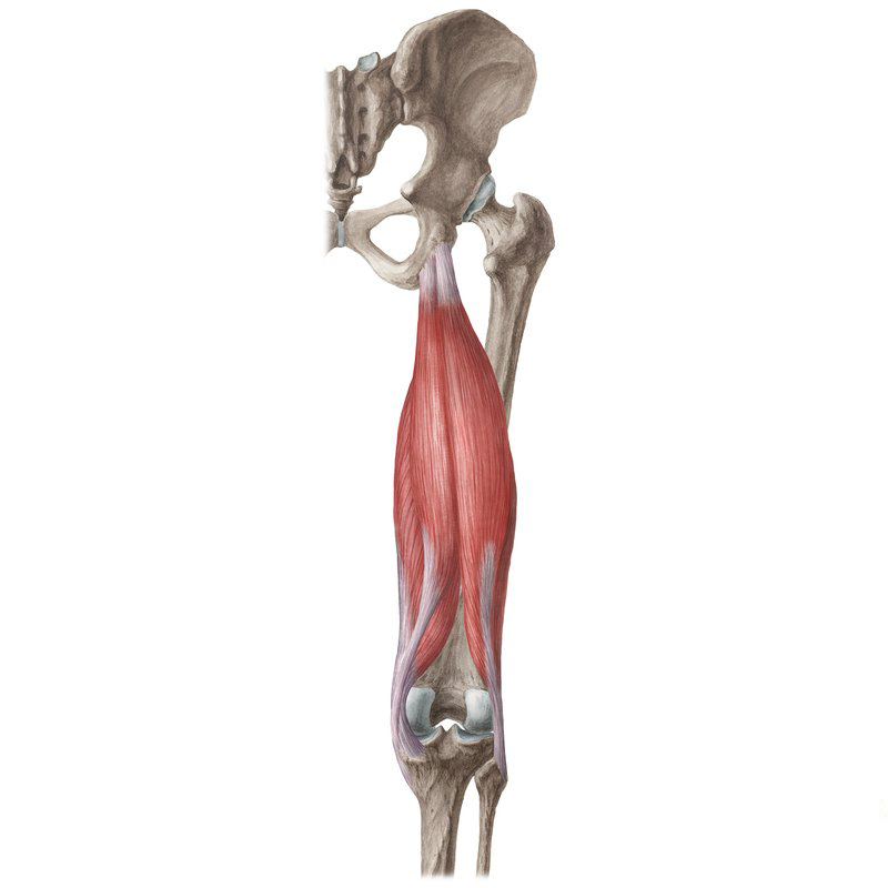 Hamstringy / zadní stehenní svaly