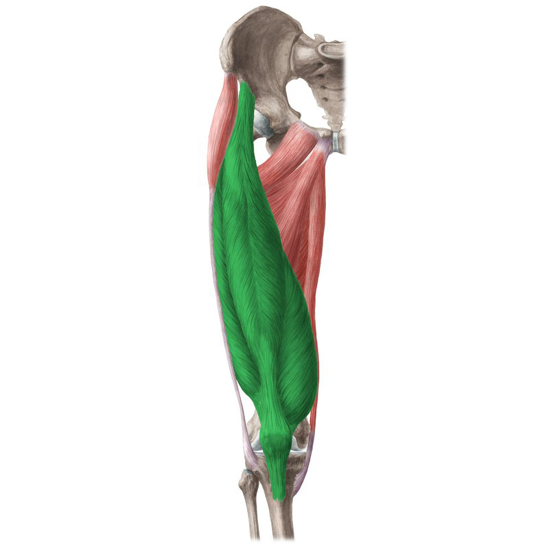 Kvadriceps / čtyřhlavý sval stehenní